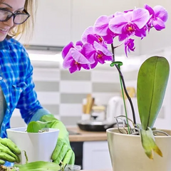 Soporte de Fijación para Plantas 🥇