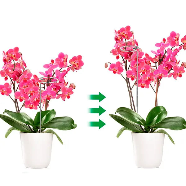 Soporte de Fijación para Plantas