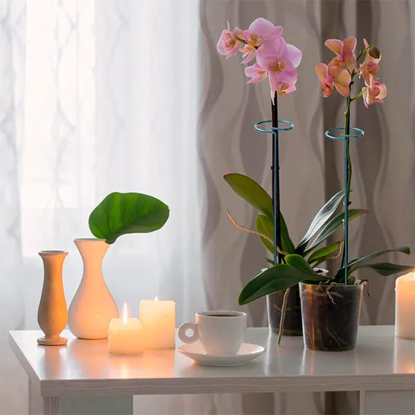 Soporte de Fijación para Plantas