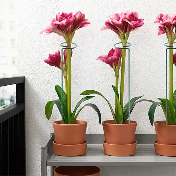 Soporte de Fijación para Plantas